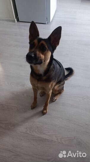 Отдам собаку В добрые руки