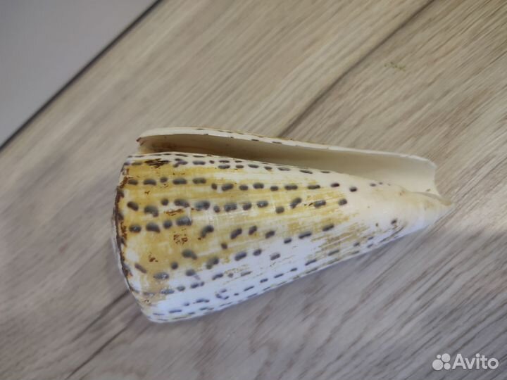 Морские ракушки раковины