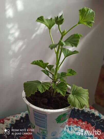 Герань королевская