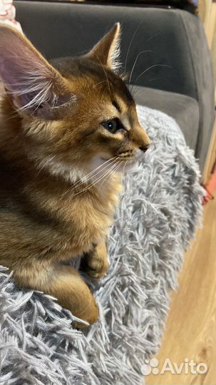 Сомалийские котята