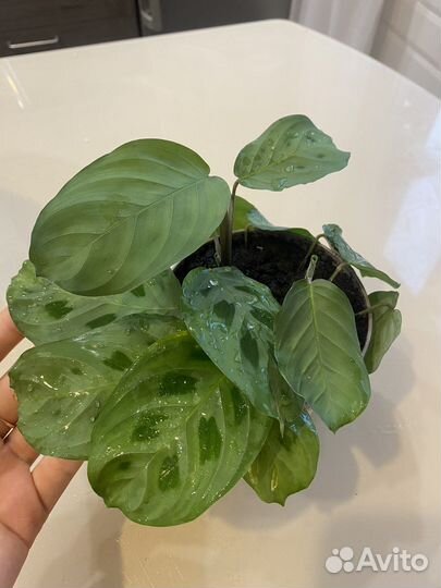 Маранта керховена