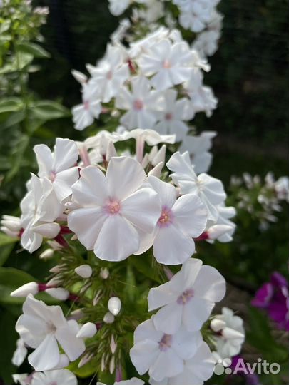 Цветы садовые