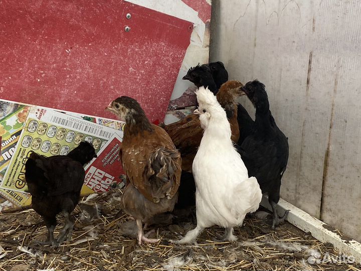 Цыплята кур несушек