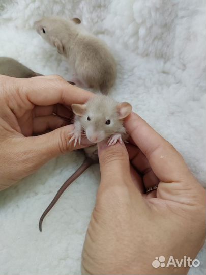 Крыса дамбо сиамские