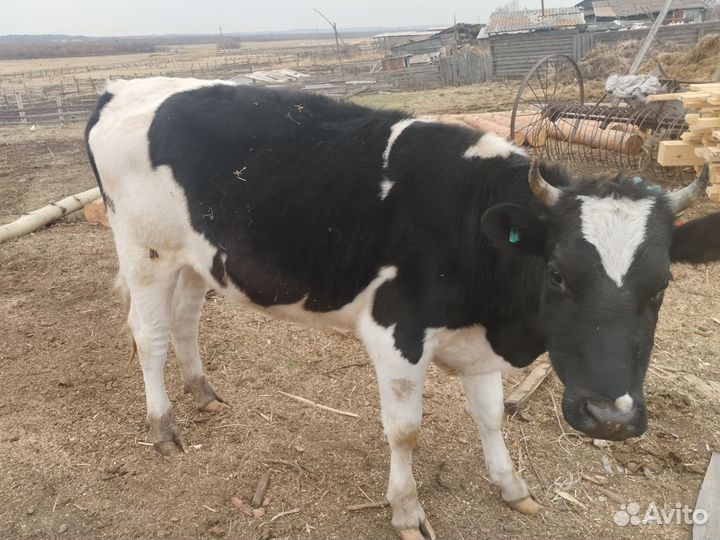 Телка 2 года