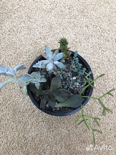 Суккуленты