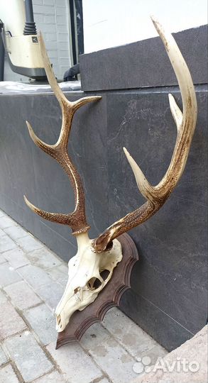 Продам рога оленя