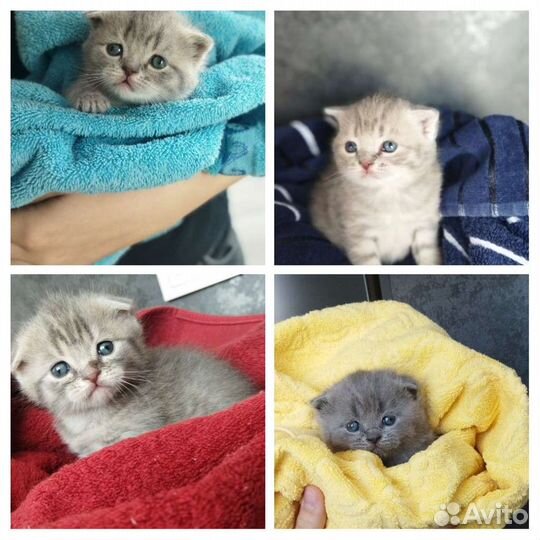 Вязка, кот британец