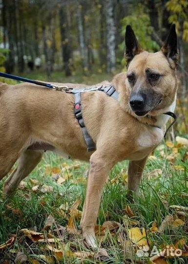 Собака из приюта ищет хозяина