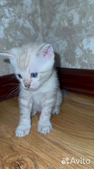 Бенгальские котята