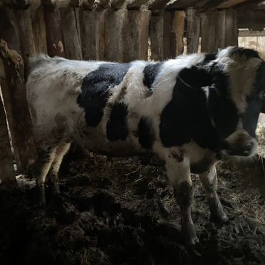 Быки живым весом продать