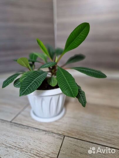 Молочай в дар