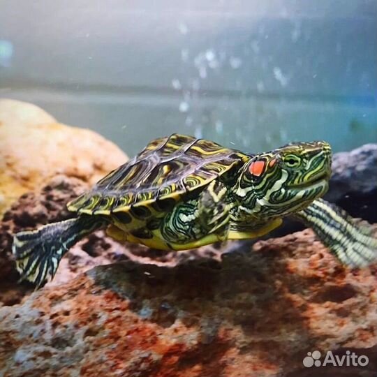 Красноухая черепаха