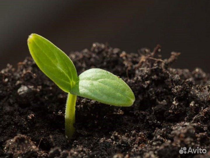 Чернозем с доставкой