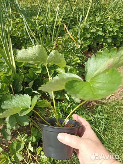 Рассада клубники лючия