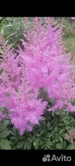 Астильба Бузульник Хоста Камнеломка Вербейник