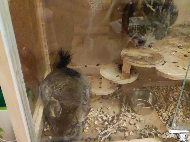 Шиншилла с витриной