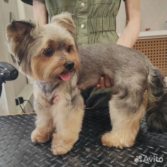 Груминг. Стрижка собак. Ищу моделей