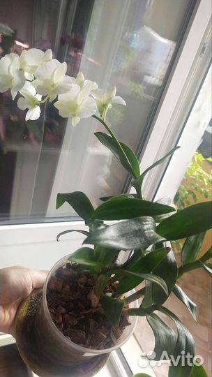 Орхидея цветущая