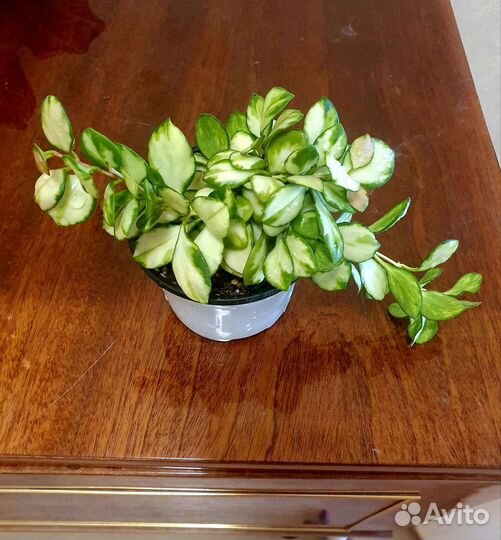 Мелколистные (и не только) хойи