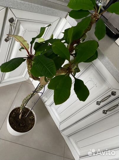 Молочай с горшком 115см