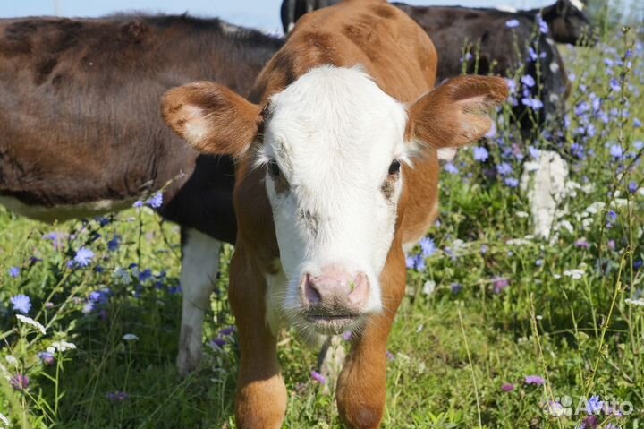 Коровы Герефорд класса класса элита и элита-рекорд