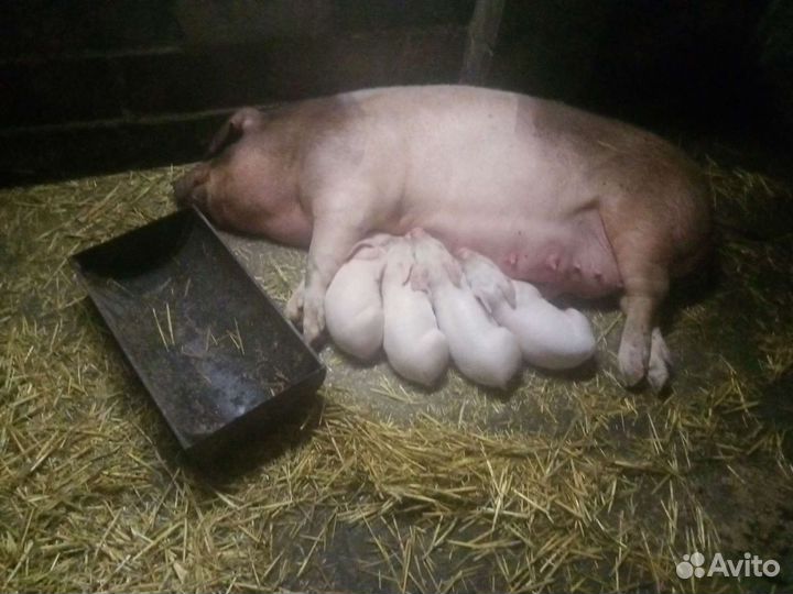 Пьетрен-см-1