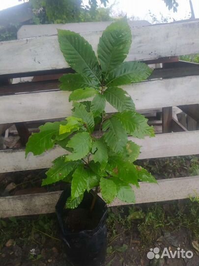 Каштан посевной съедобный кавказкий семена саженцы