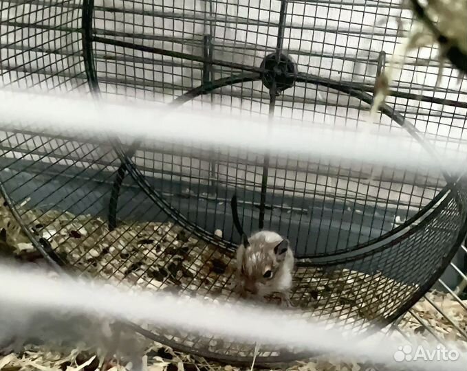 Чилийские белки дегу