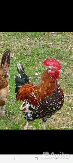 Петух Бентамки