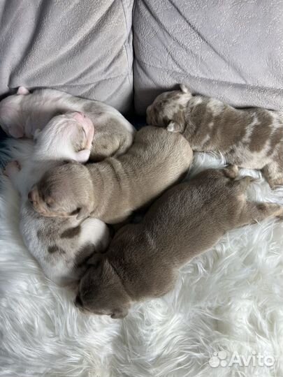 Американский булли щенки