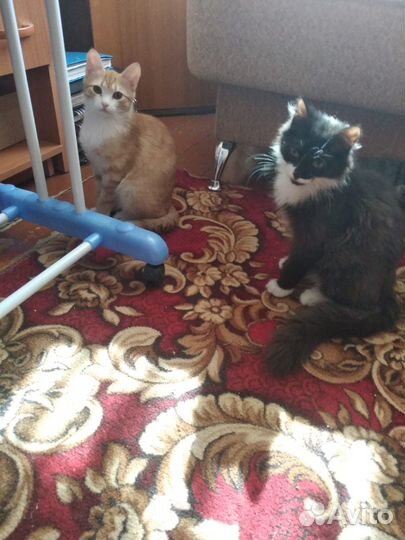 Отдам котят