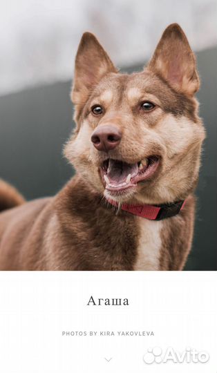 Метис лайки Агата