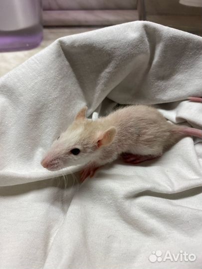 Крысята дамбо