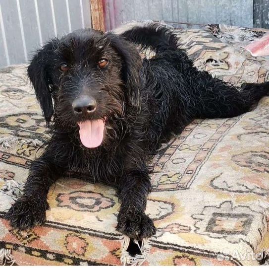 Небольшой пёсик ищет дом