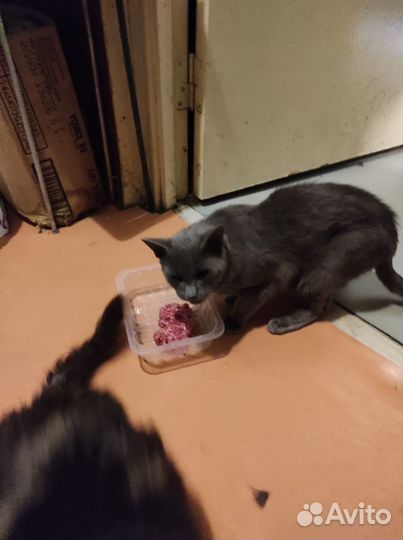 Котики в добрые руки