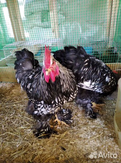 Породистая птица