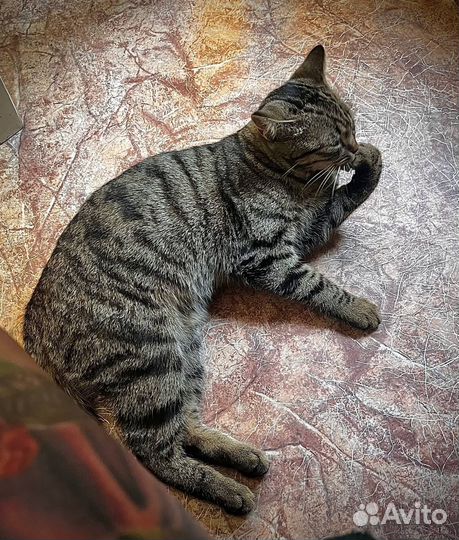 Отдам даром: кошечка Бритни в Омске