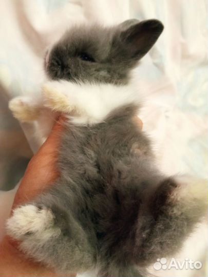 Львиноголовый крольчонок