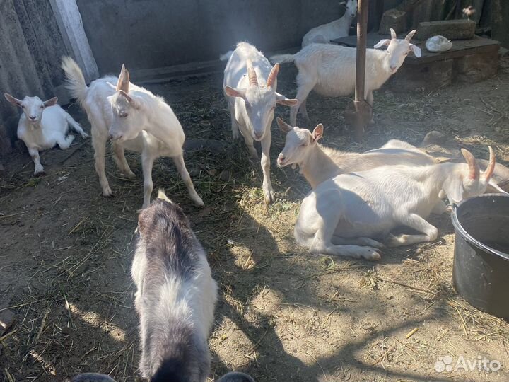 Козлята