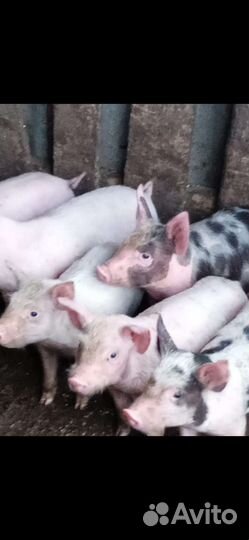 Поросята