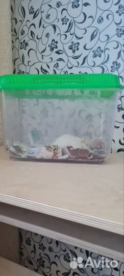 Отдам бесплатно декоративную крыса