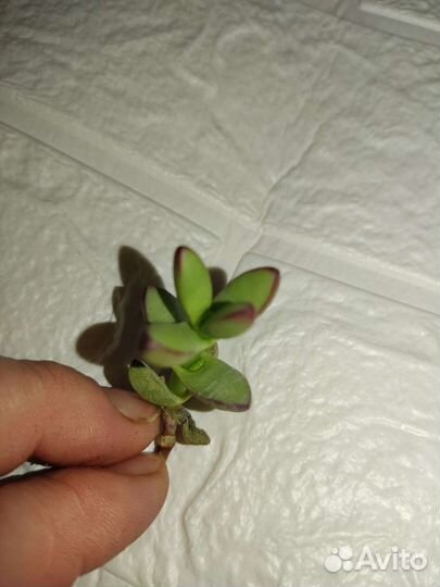 Крассула Crassula nudicaulis var.herrei