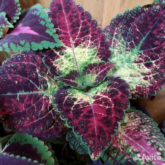 Колеус Аватар