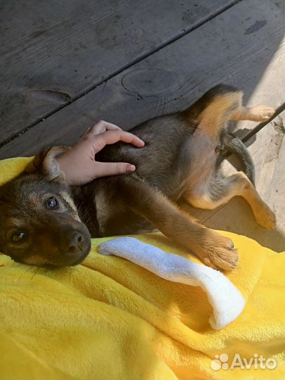 Собаки бесплатно в добрые руки щенки
