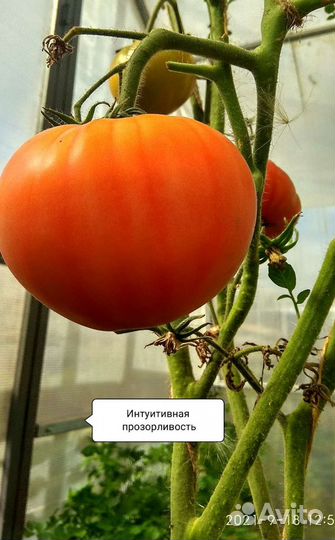 Семена томатов