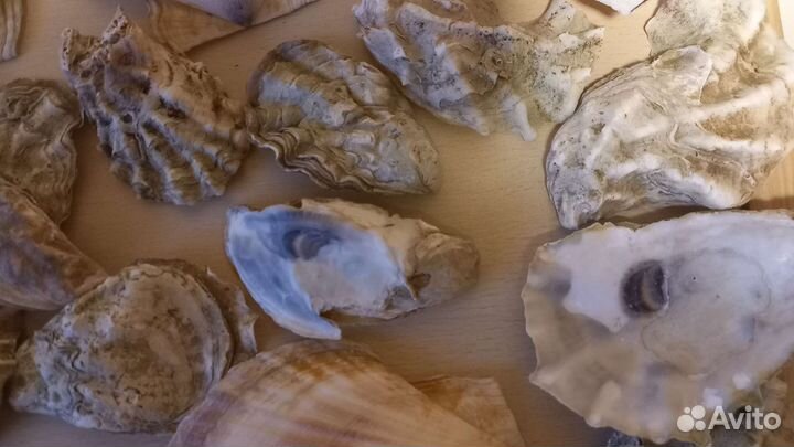 Створки Устриц раковины