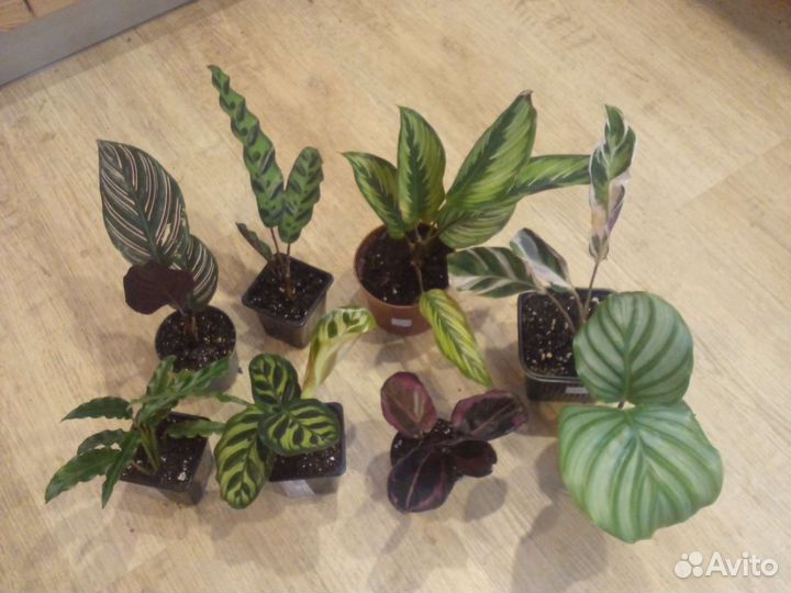 Калатея 10 сортов