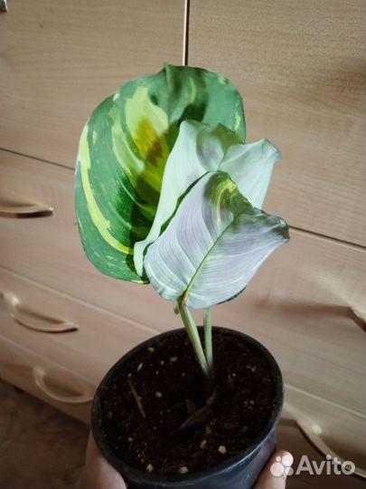 Маранта Триколор и Ким Бьюти