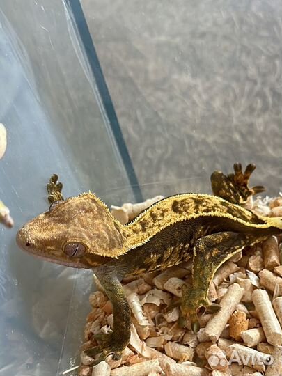 Бананоеды Гекконы